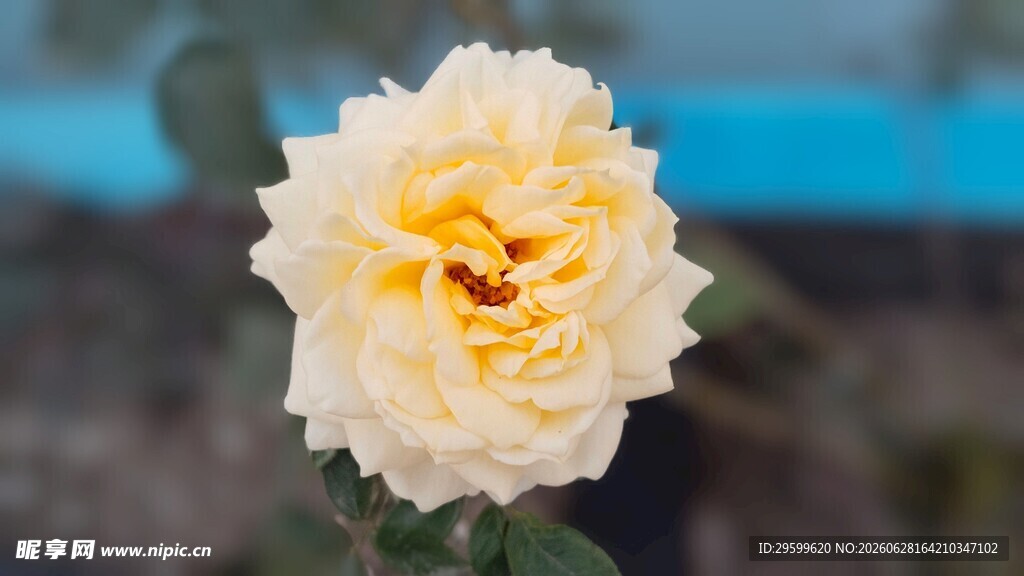 黄白相间的娇艳月季花