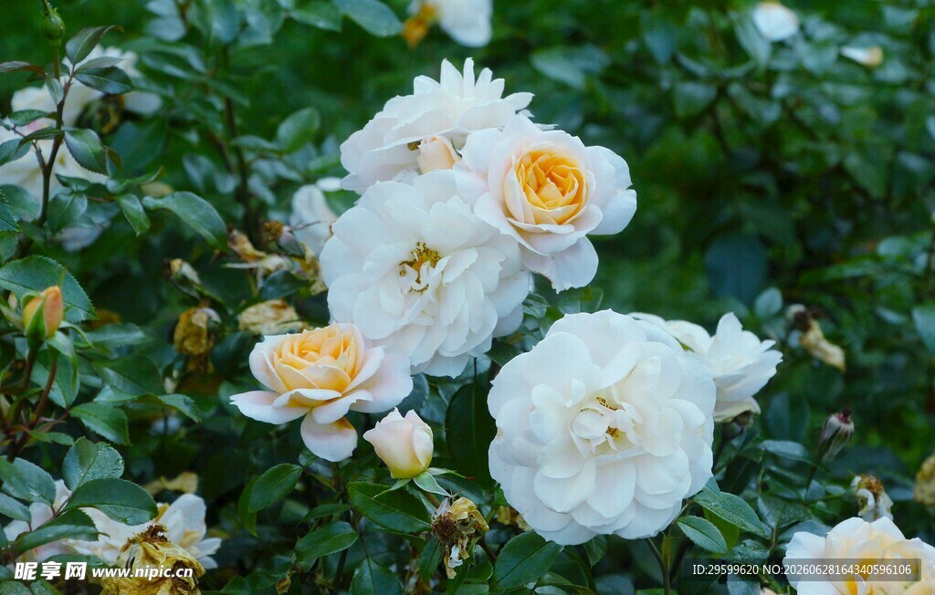 白色月季花绽放于绿叶间