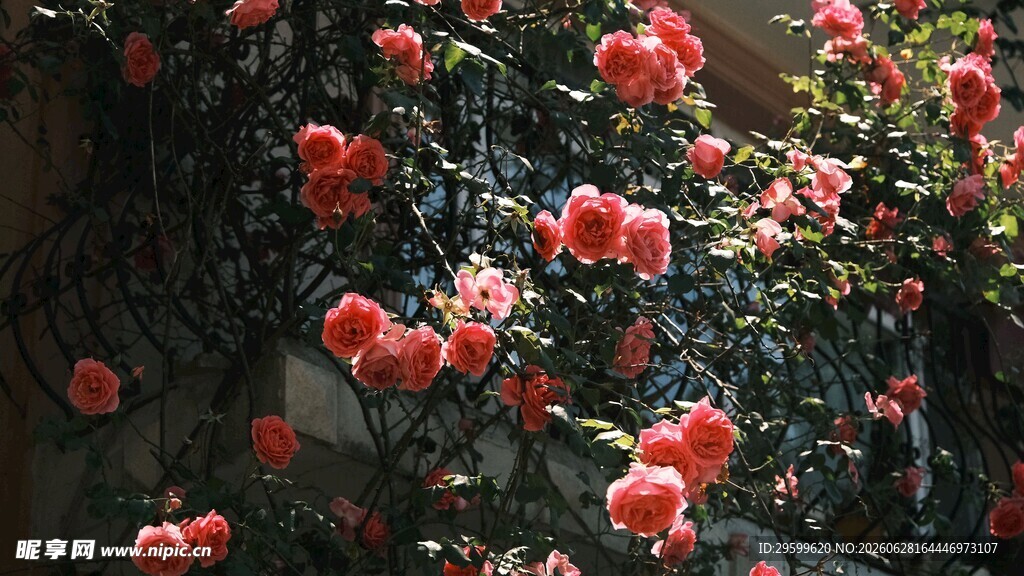 盛开的红色花卉美景
