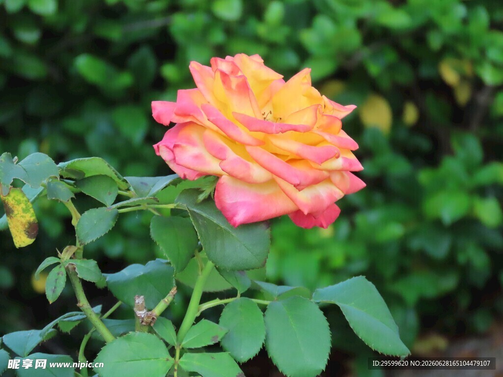 多彩月季花绽放