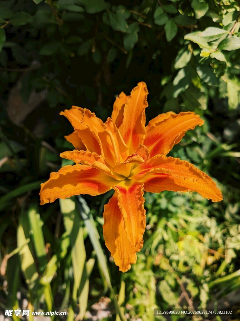 橙色百合花绽放
