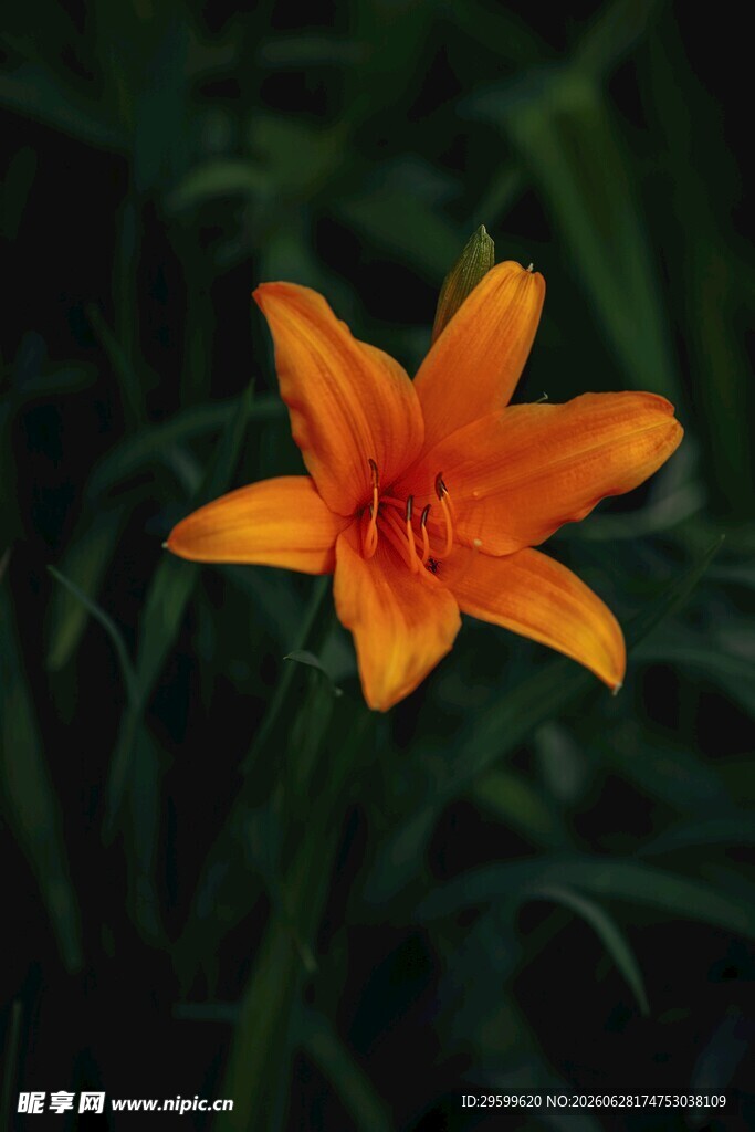 橙色百合花特写