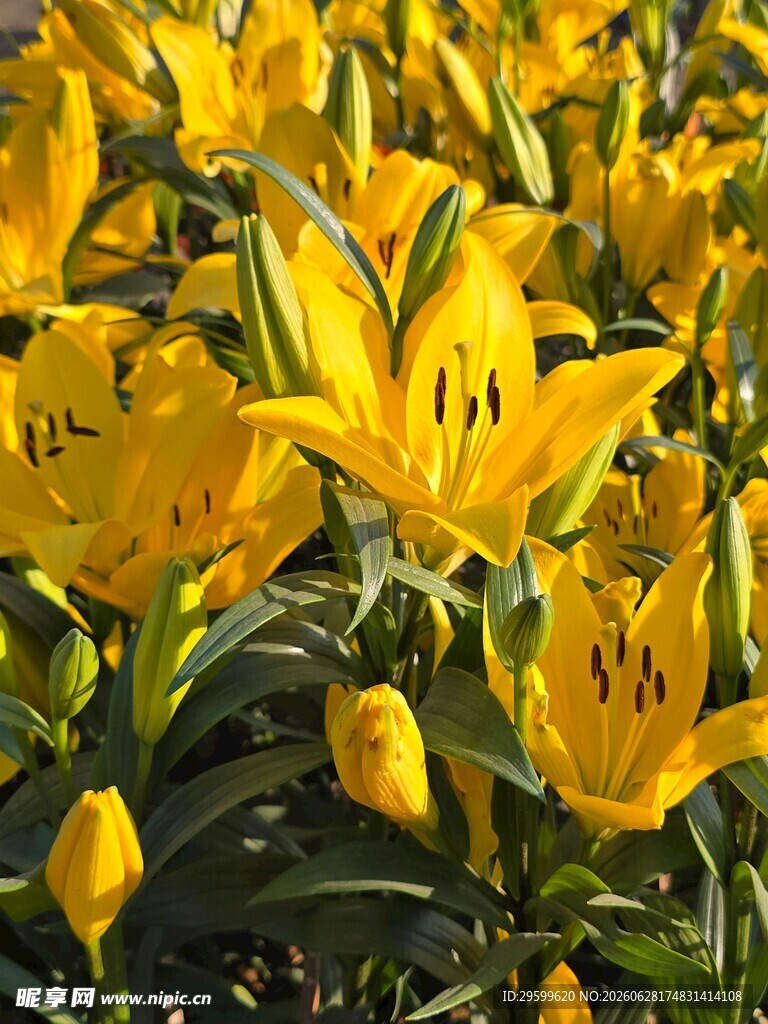 金黄百合花绽放美景