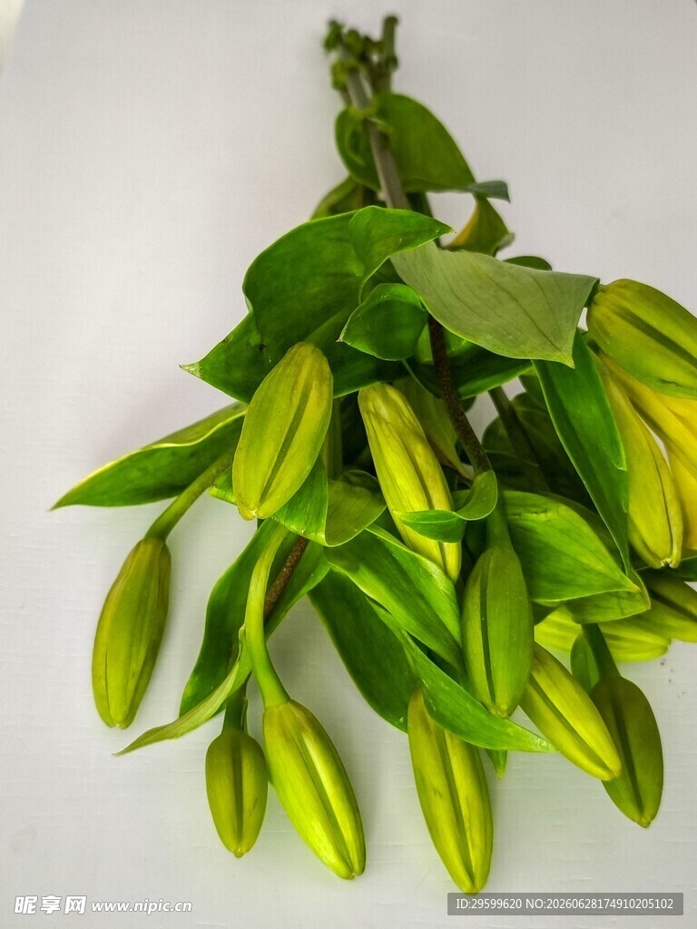 绿色百合花苞特写