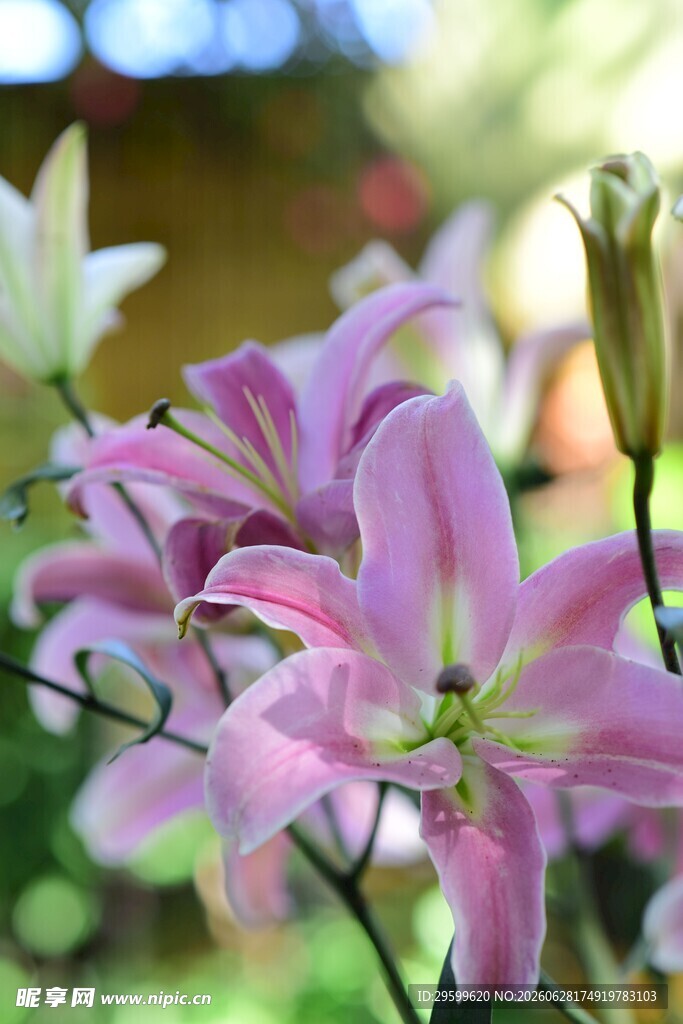 娇艳粉色百合花绽放