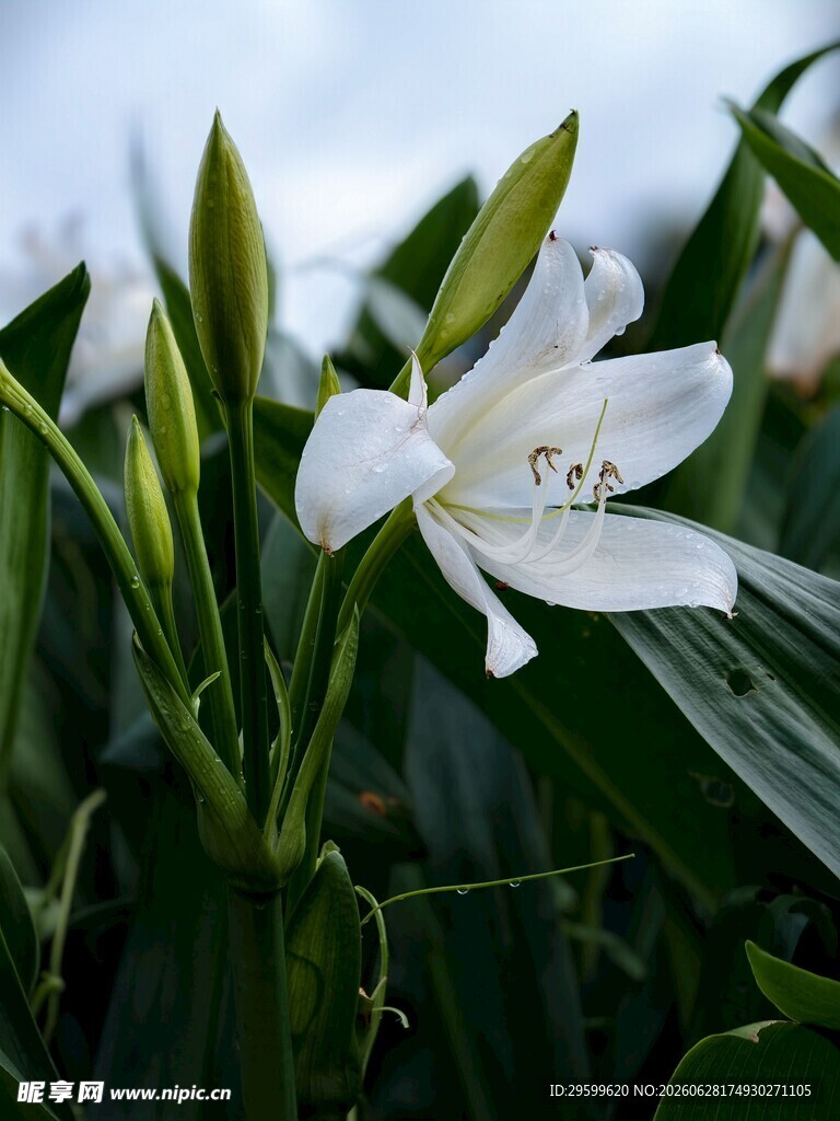 白色绽放的优雅花卉