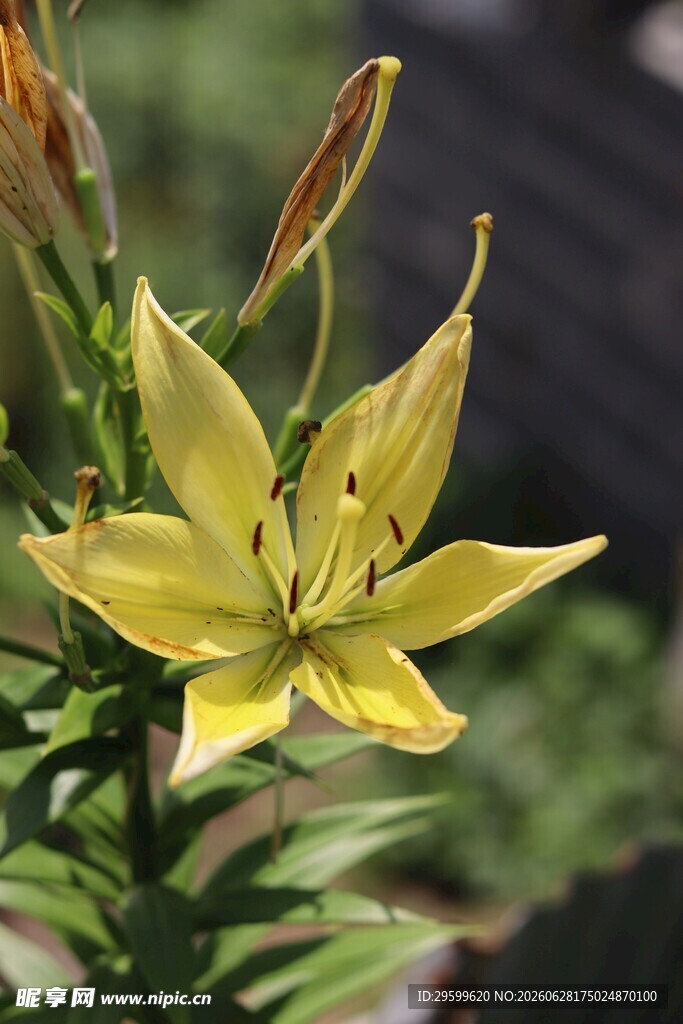 黄色绽放的美丽百合花