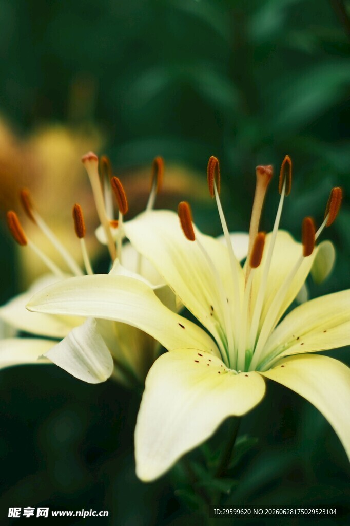 清新淡雅的黄色百合花