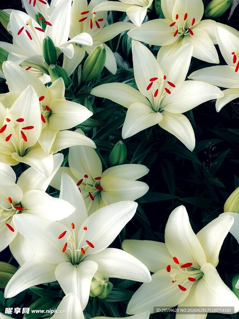 白色百合花特写