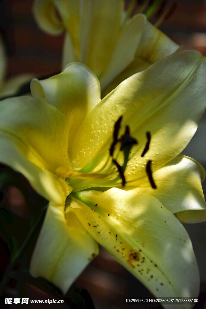 黄色百合花特写