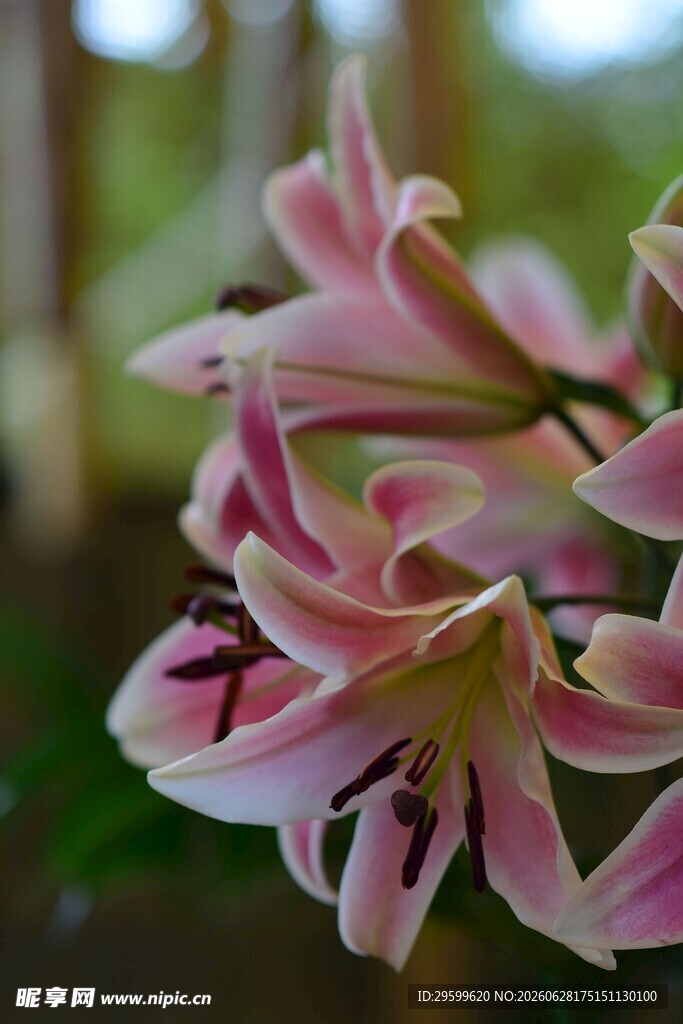 粉色优雅百合花绽放
