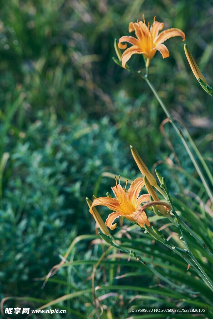 绽放的橙色萱草花