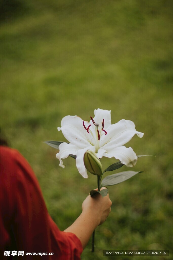 手持百合花的红衣身影