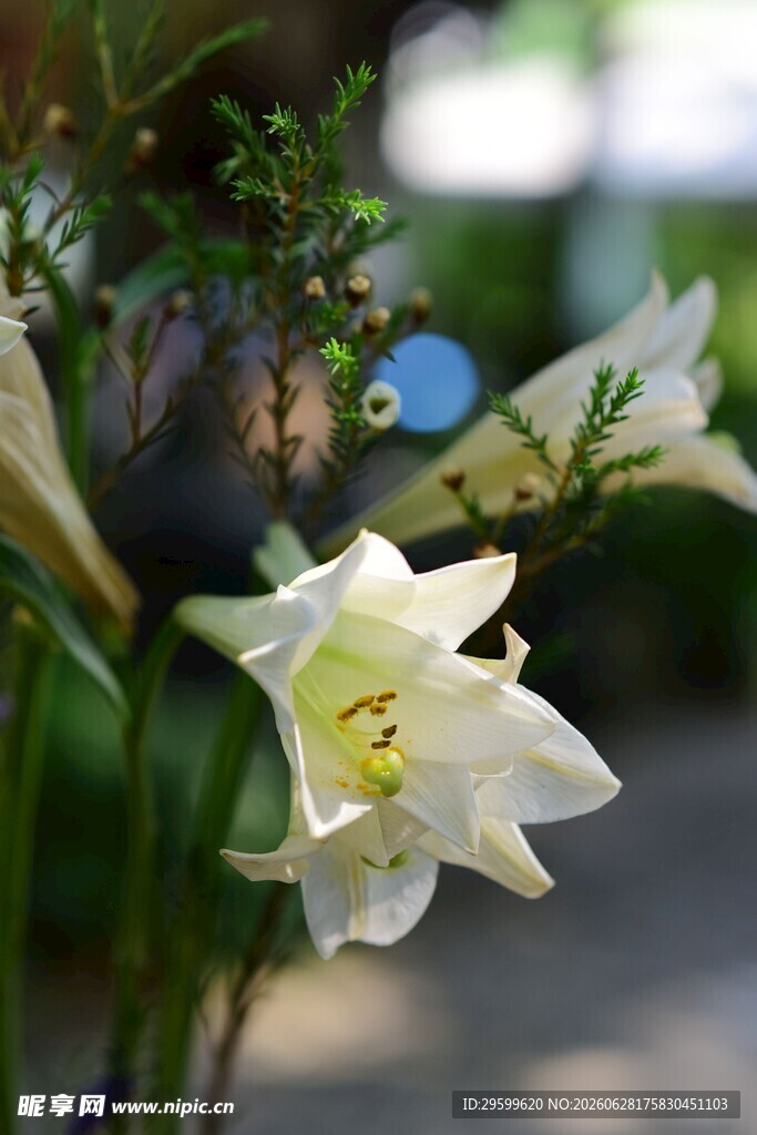 清新绽放的白色百合花