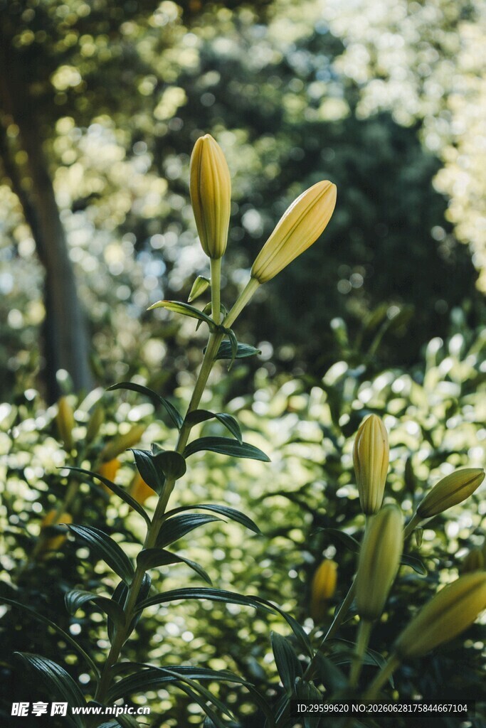 阳光下绽放的黄色百合花