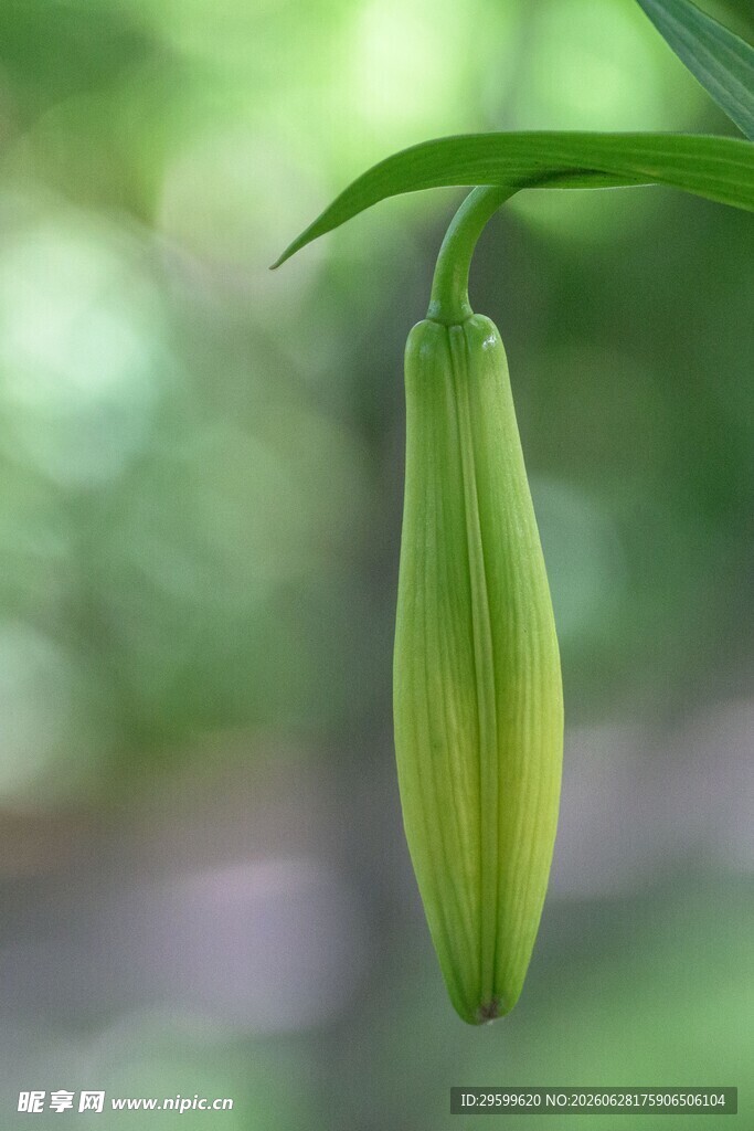 绿色百合花苞特写