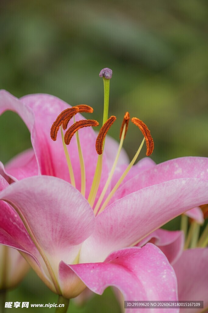 娇艳粉色百合花特写