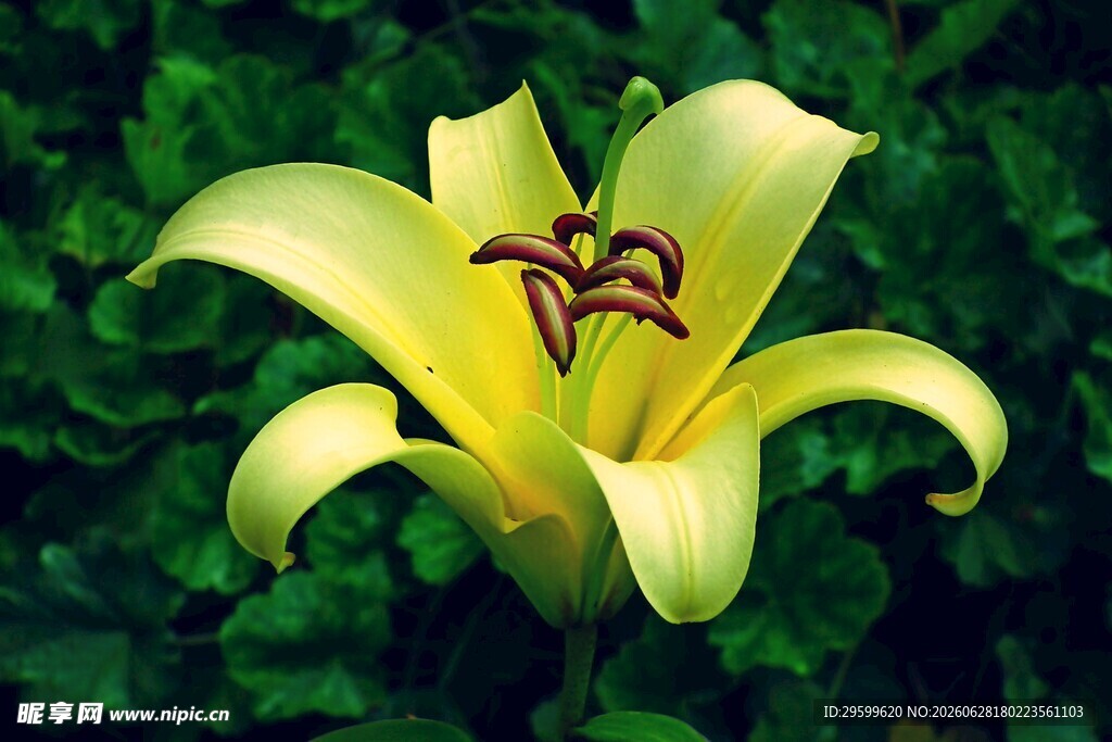 黄色百合花特写