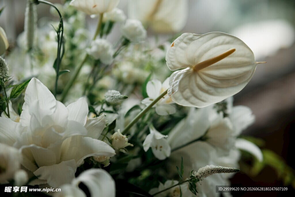 白色海芋花特写