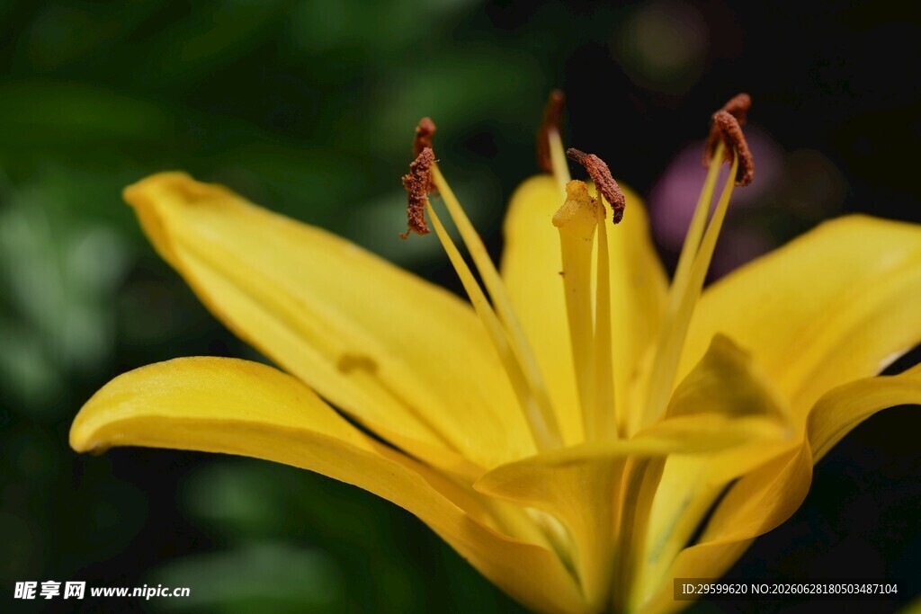 黄色百合花特写
