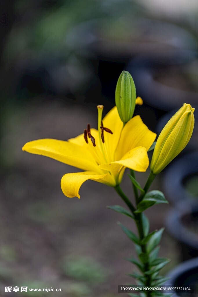 黄色百合花特写