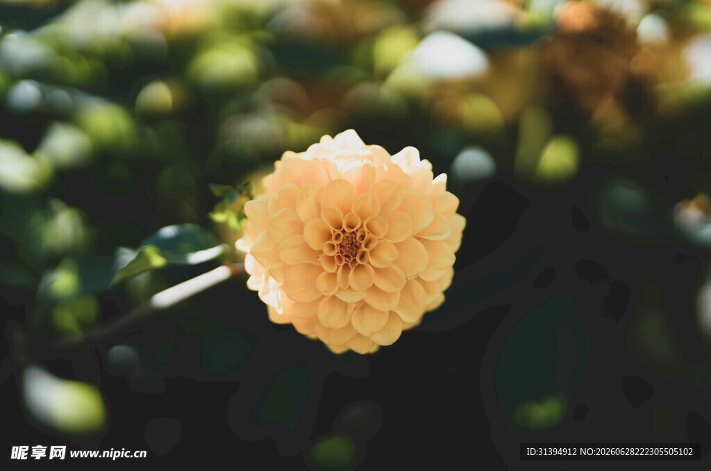 黄色花朵特写