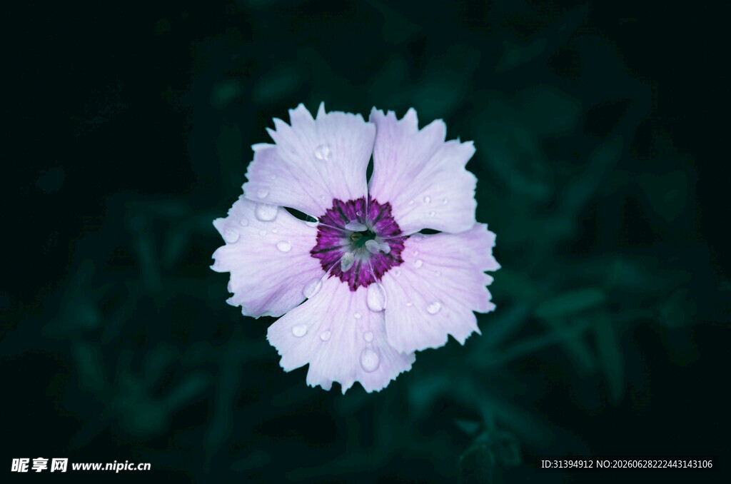 白色石竹花特写