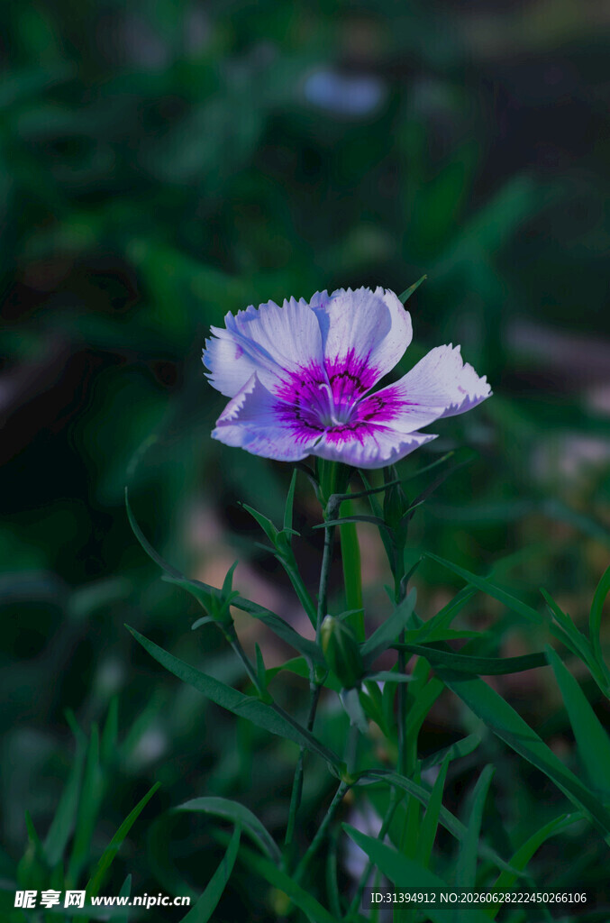 单朵绽放的粉白美丽花朵