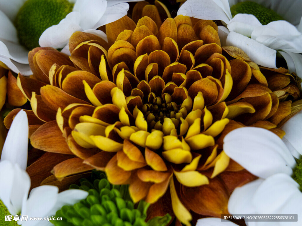 多彩菊花特写