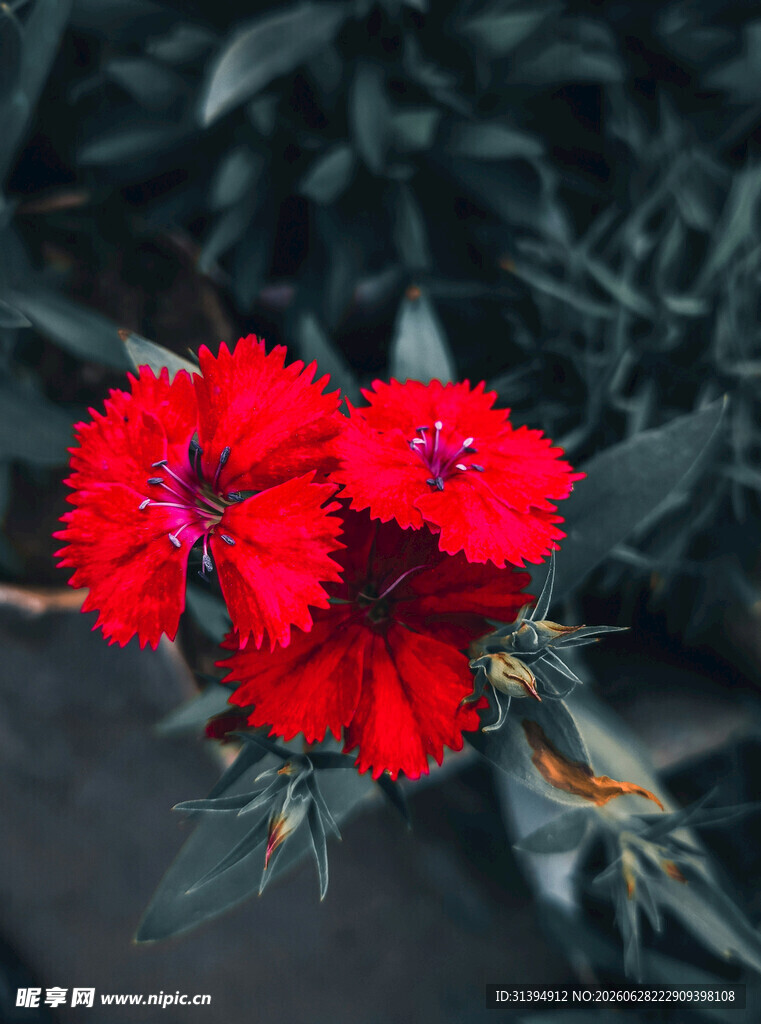 鲜艳红花朵绽放绿叶间