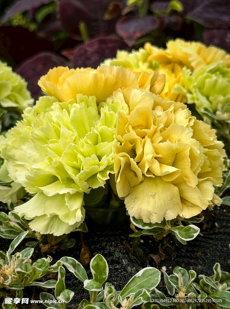 黄白康乃馨花卉特写