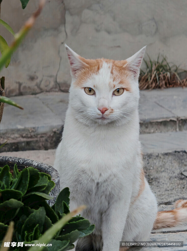 白橘相间猫咪坐于户外