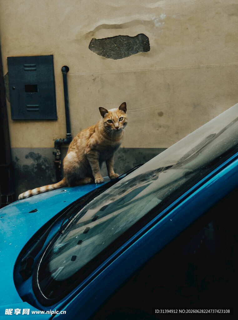 车顶蹲坐的可爱猫咪