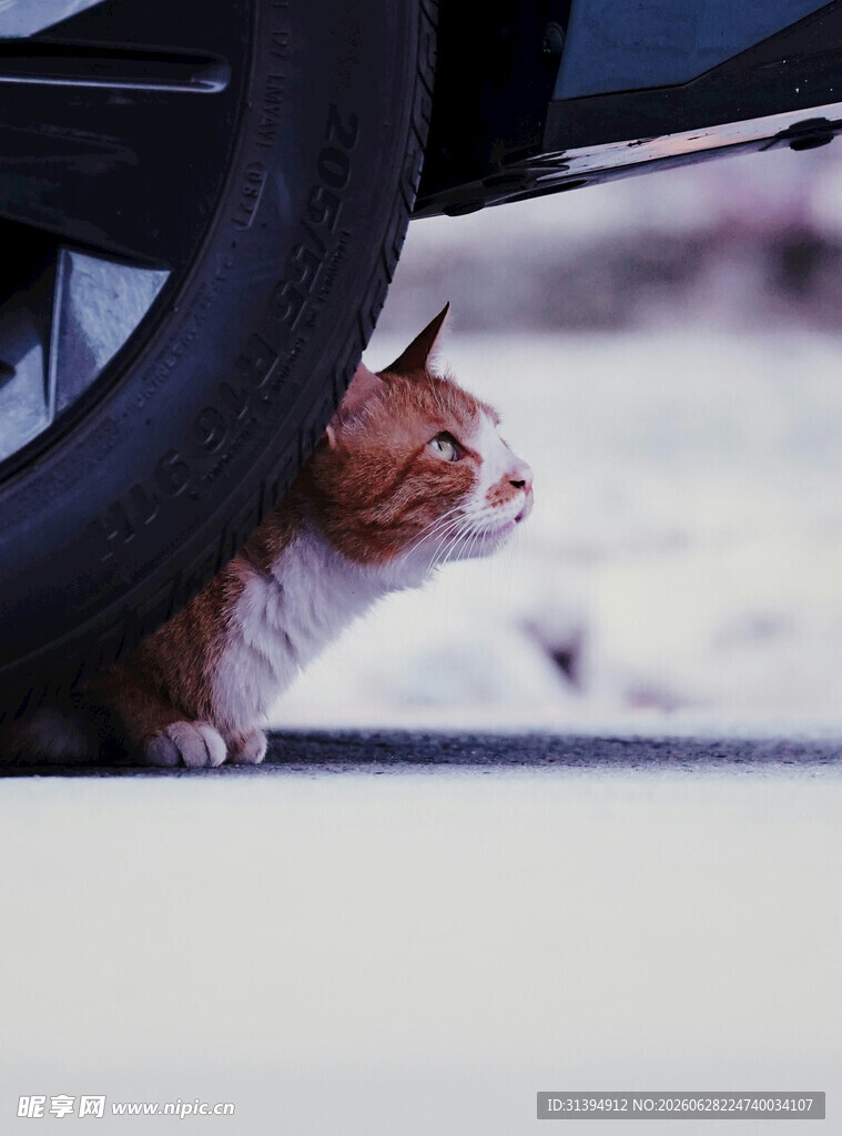 车下橘猫好奇张望