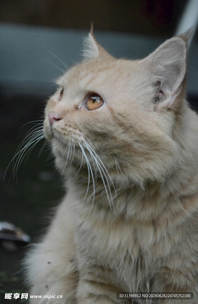 可爱猫咪抬头望
