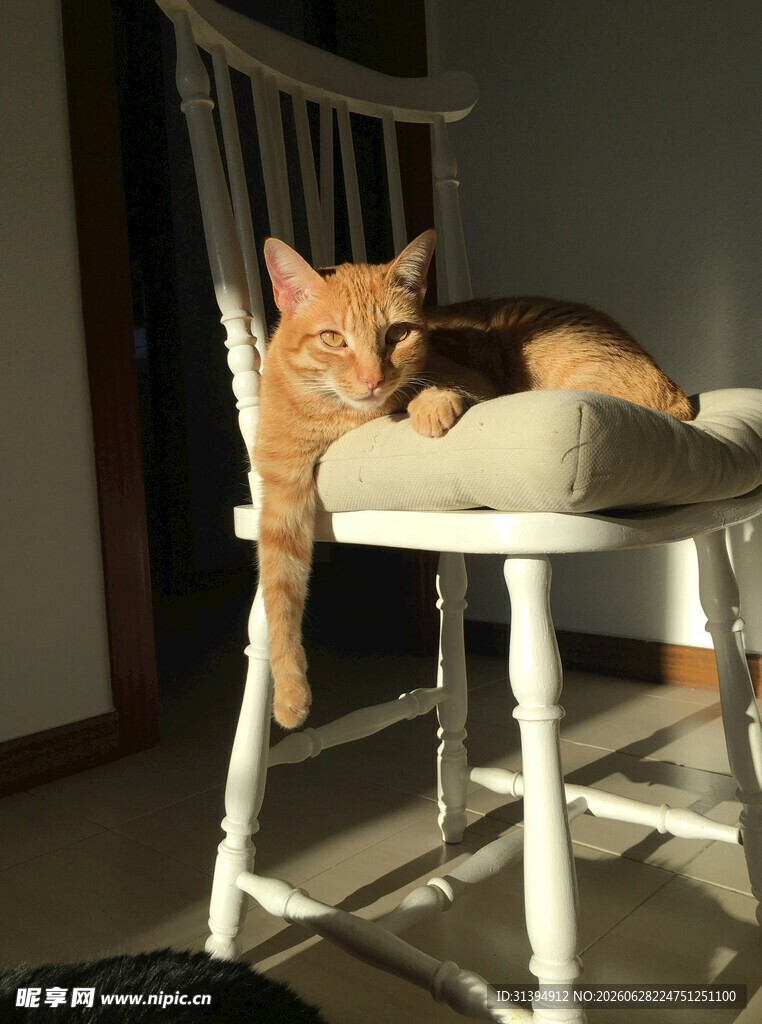 橘猫慵懒躺于白色摇椅中