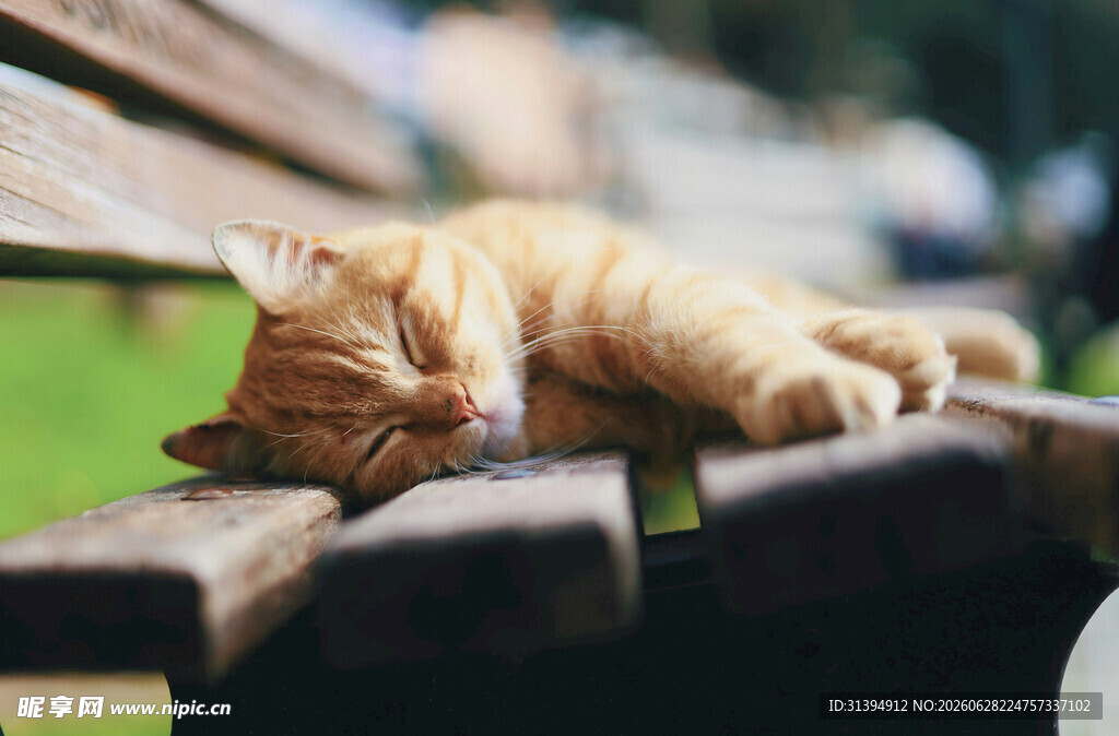 长椅上酣睡的橘猫