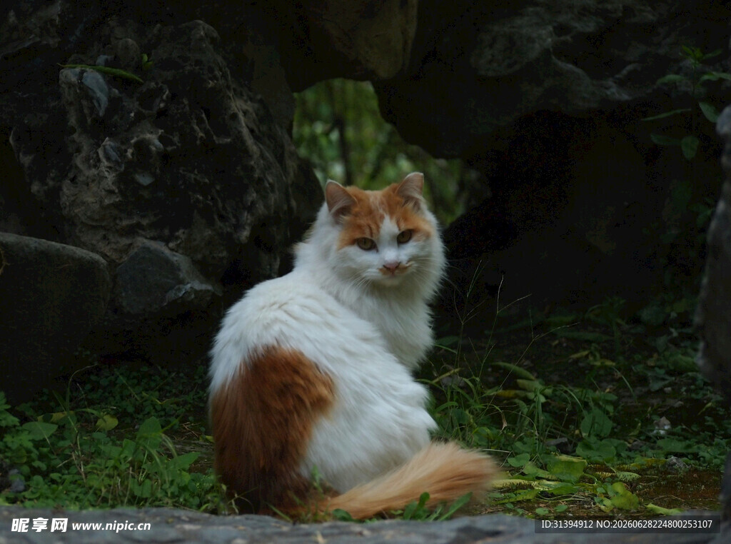 白棕相间猫咪坐于草地
