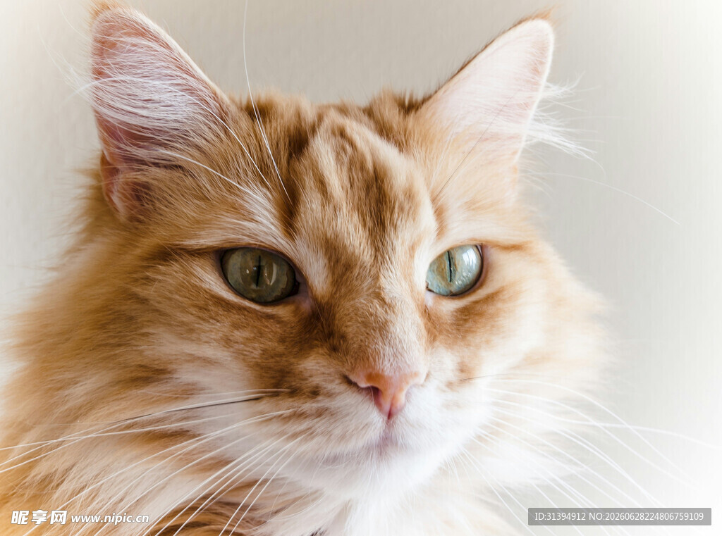 橘色长毛猫的优雅瞬间
