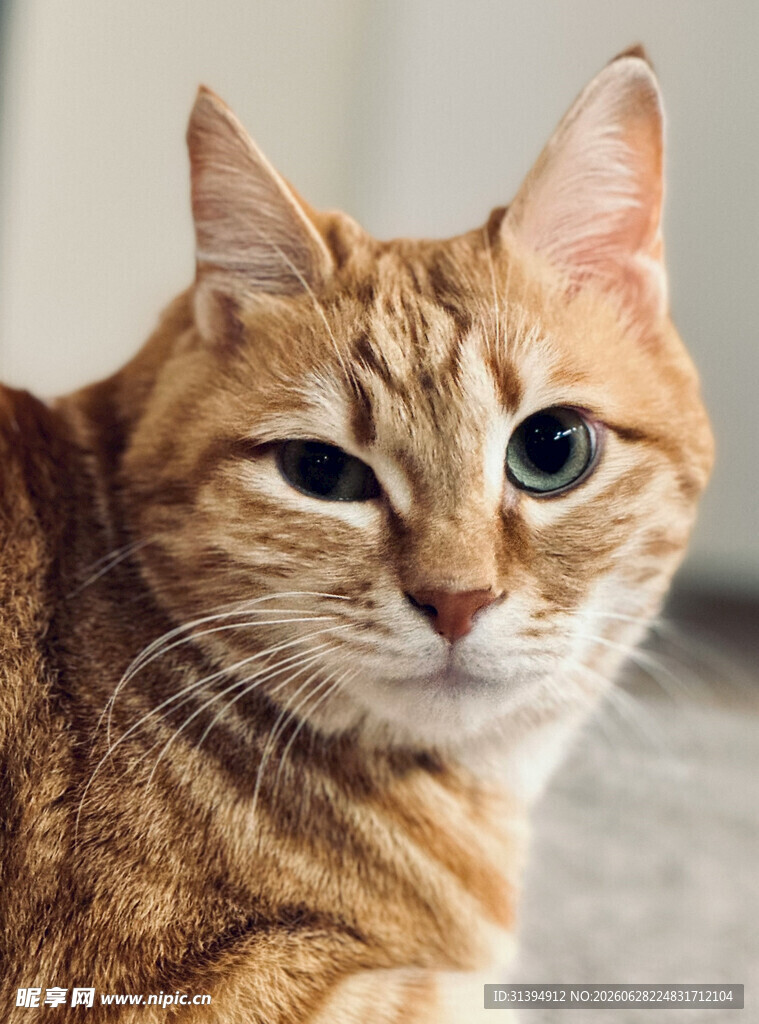 可爱橘猫特写