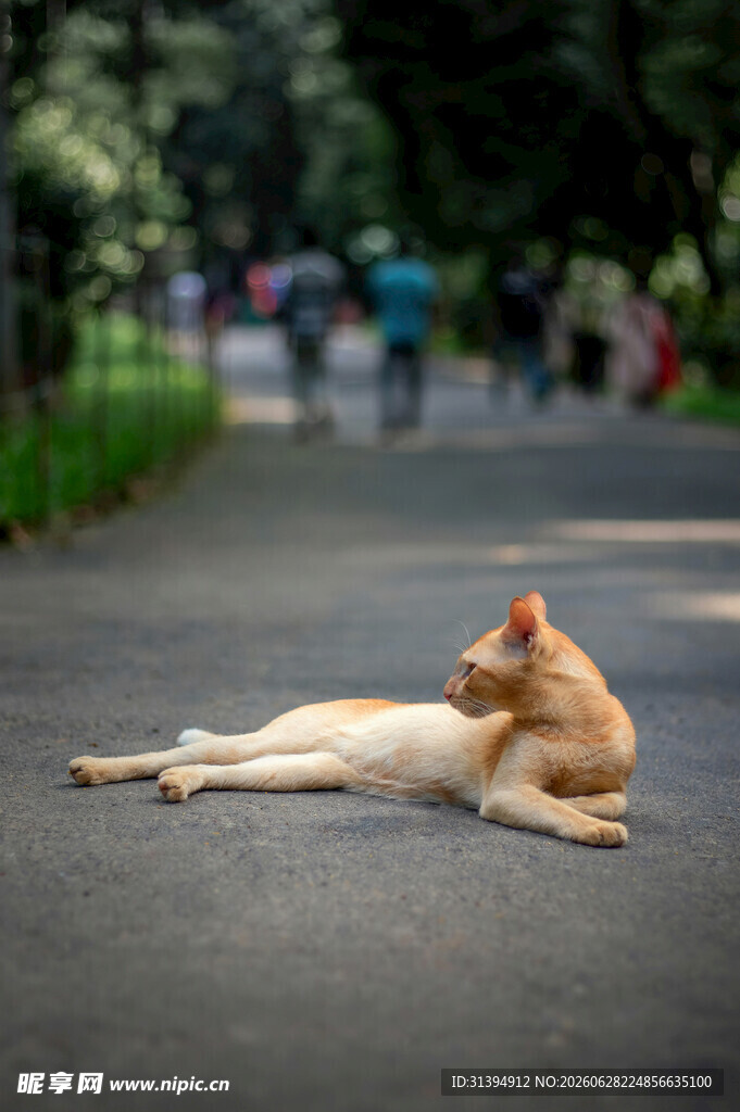 路上休憩的橘猫