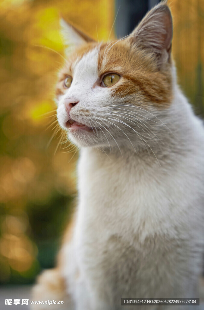 秋日里的可爱猫咪