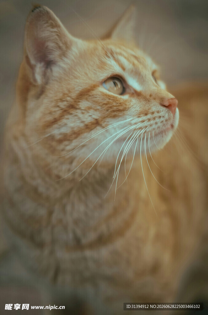 橘猫侧头凝视瞬间