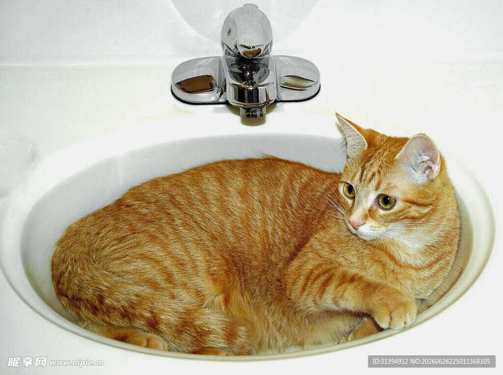橘猫惬意躺卧在洗手池