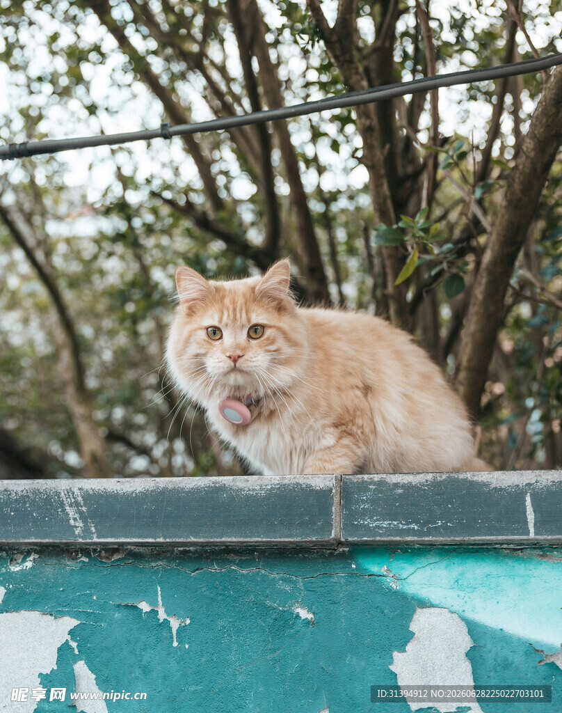 墙头橘猫悠然自得