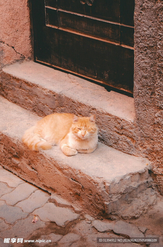 石阶上休憩的橘猫