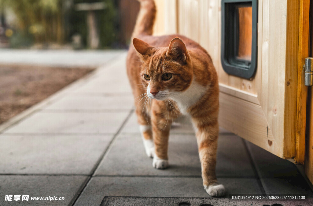 橘猫在户外行走