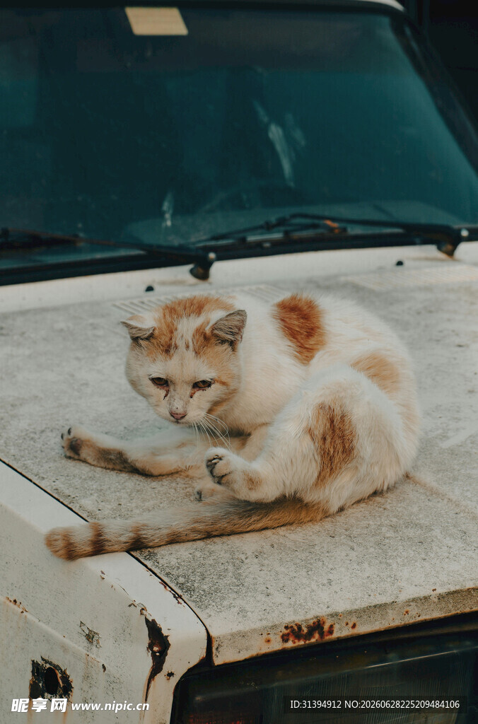 趴在旧车上的可爱猫咪