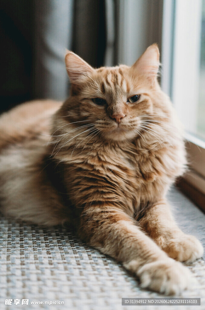 慵懒橘猫惬意躺卧