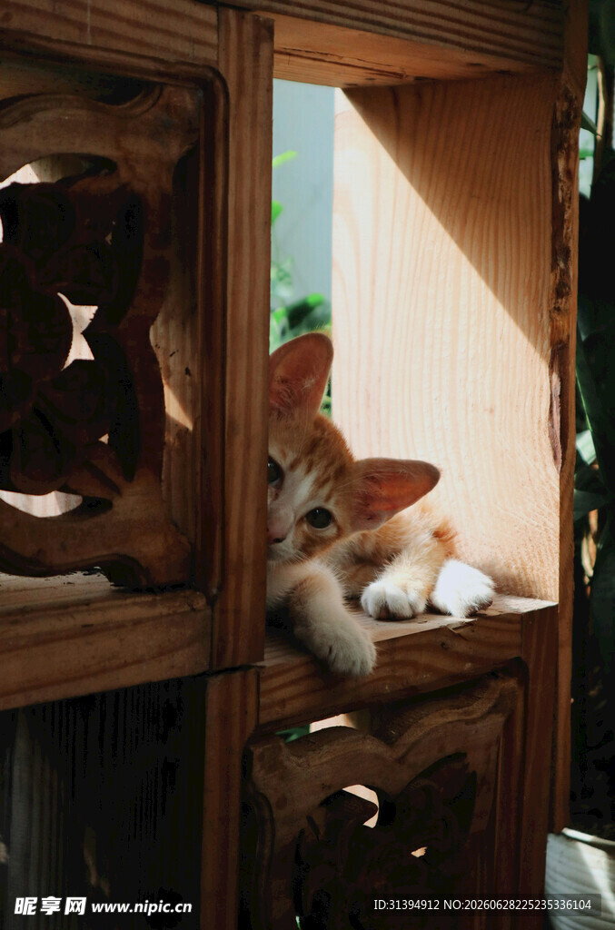 小猫躲在木柜中张望